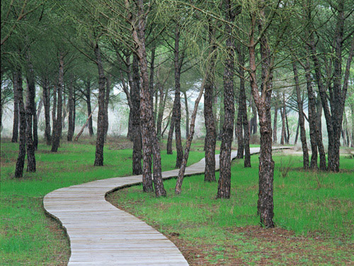 Parque Nacional de Doñana